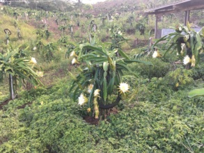high-valued crops promotion