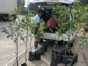 Promoting tree growing