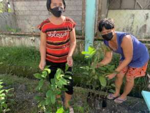 promoting high-valued fruit trees