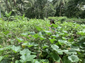Food growing
