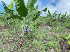 providing farm support
