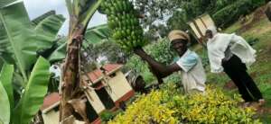 Boaz and Rehema - harvesting bananas