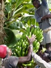 Harvesting bananas from the garden