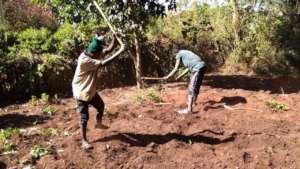 Working in the garden