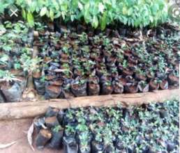 Tree seedlings to be purchase and planted