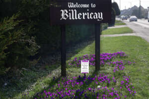 Purple4Polio - Crocuses flowering in March 2024