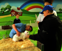 Hands-on with the Animals
