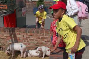 KidsOut - Observing the Piglets