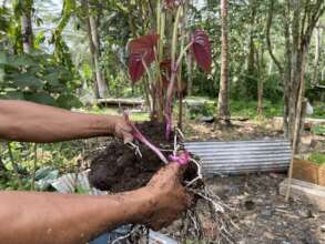 Food production