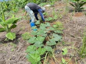 Improving food security