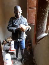 A graduated child involves in poultry care at home