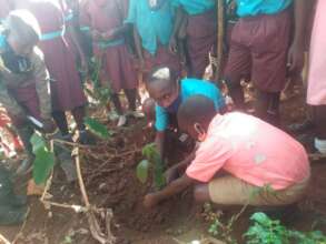 PLE Tree Campaign