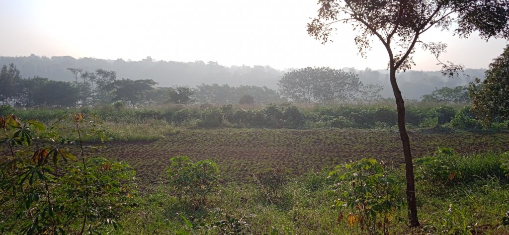 Jinja Youth Tree Nurseries
