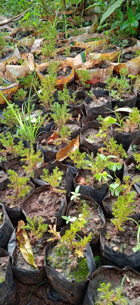 Jinja Youth Tree Nurseries