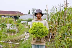 Fresh green salads harvested on the farm