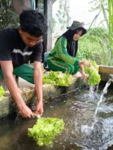 Cleaning the vegetables after the harvest