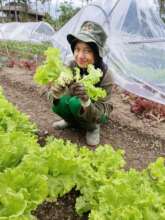Harvesting green lettuce