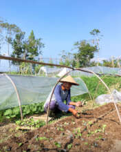 Planting activity at the farm