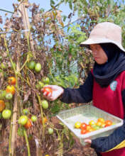 Tomato harvesting