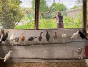 Chickens hanging out in the coop