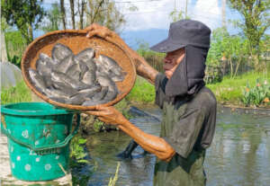 Future fish in our pond