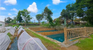 The fish pond