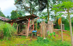 The goat shed that will be turned into a coop