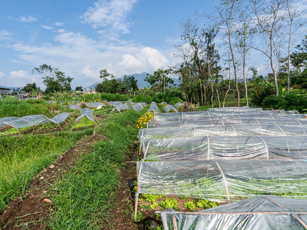 Food security through organic farming in Indonesia