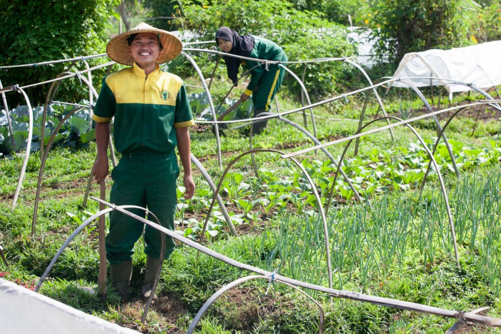 Food security through organic farming in Indonesia