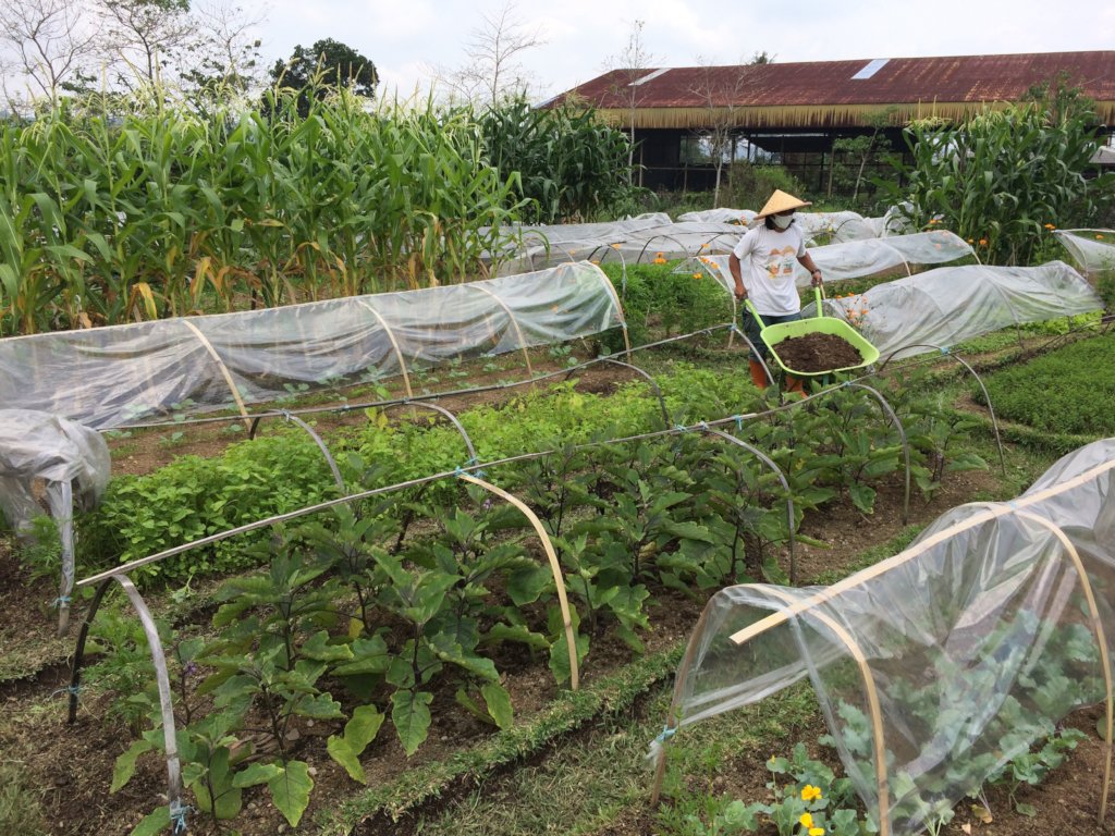 Food security through organic farming in Indonesia