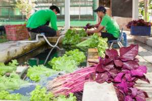 Washing vegetables after harvesting them