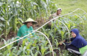 Food security through organic farming in Indonesia