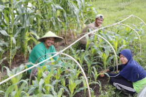 Food security through organic farming in Indonesia