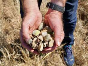 The first almond harvest at Altiplano in Spain