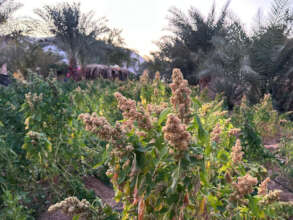 Growing quinoa at ERC Habiba Community, Egypt