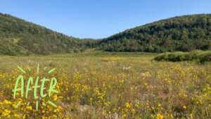 Appalachian Renewal, US - after restoration begun