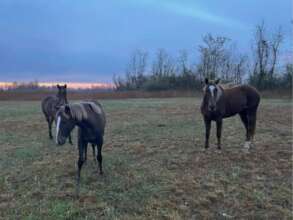 Wild horses regenerating land, Kentucky US