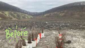 Appalachian Renewal, US - before restoration