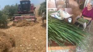 Harvesting and processing first bean crop, Turkey