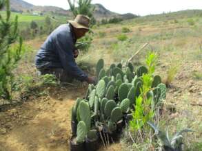 Camp Chocaya - cactus planting in action
