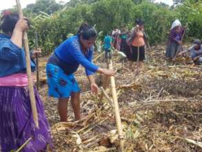 Planting on contour @ ERC Contour Lines, Guatemala