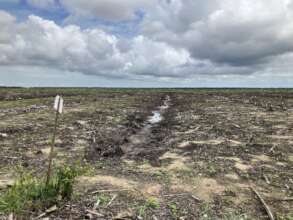 A palm oil plantation ready for transformation!