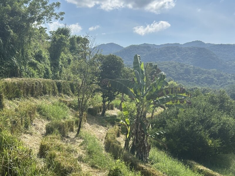 Estampe Verde, Mexico