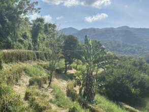 Estampe Verde, Mexico