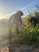 Women-run food gardens at Habiba Community