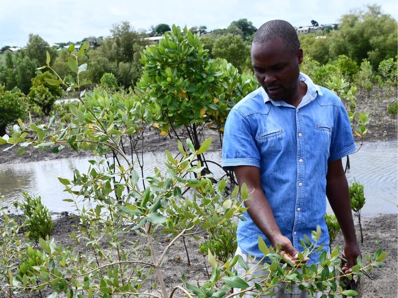 Mangrove planting in Mombasa, Kenya