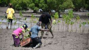 Community mangrove planting in Kenya
