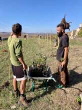 Rocciaviva planted thousands of trees in Matera
