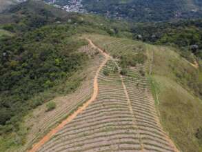 Camp Sinal do Vale planted 41,000 trees