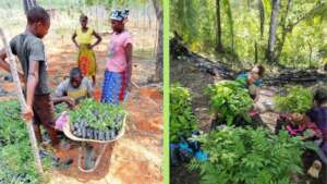 Tree planting in Kenya and Costa Rica